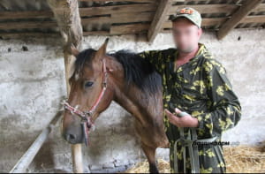 Коні окупантів