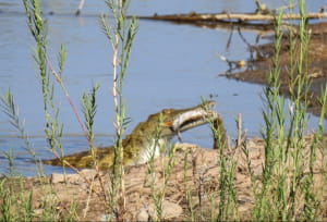 Крокодил і пітон 
