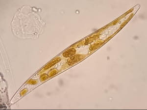 Дослідження 