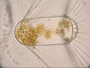 Дослідження 