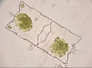 Дослідження 