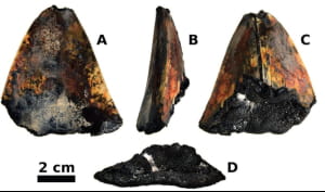 Учені знайшли величезний зуб мегалодона на дні океану