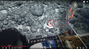 Учені знайшли величезний зуб мегалодона на дні океану