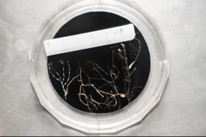 Нові істоти