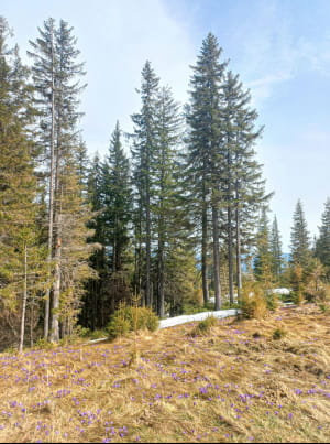 Крокусы на вершине Карпат