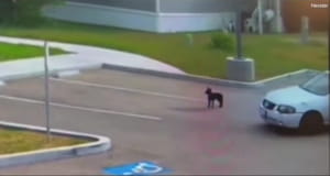 Історія про собаку