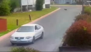 Історія про собаку