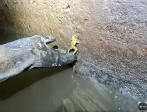 тунель під Львовом