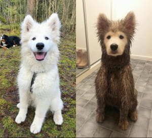 Та же собака до и после прогулки