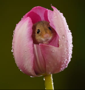 Природа