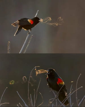 Природа