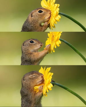 Природа