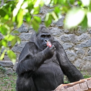 День народження Тоні