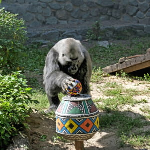 День народження Тоні