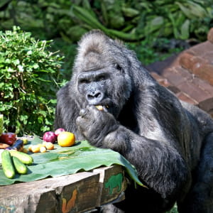 День народження Тоні