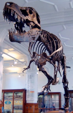 Стэн, пятое самое полное ископаемое тело T. rex, найденное на сегодняшний день, было продано за 31,8 миллиона долларов на аукционе, что сделало его в то время самым дорогим образцом динозавра и окаменелостью, когда-либо проданным.