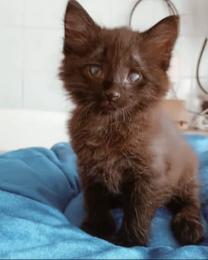 Котенок