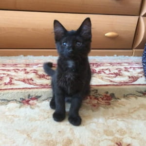Котенок