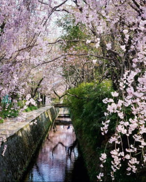 Philosopher’s Path, Kyoto