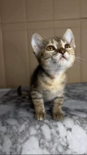 Кошеня