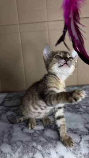 Кошеня