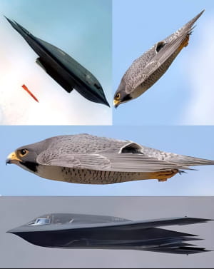 Бомбардувальник В-2 і сапсан