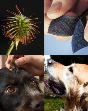 Липучку придумав швейцарський інженер Джордж де Местраль після того, як під час прогулянки в лісі він помітив, як насіння задирки прилипають до шерсті його собаки. Крихітні гачки на насінні надихнули двокомпонентний механізм кріплення на липучках.