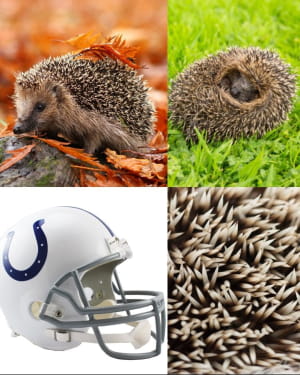 Зараз інженери використовують біомімікрію, натхненну їжаками, для створення кращих шоломів.

