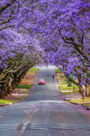 Герберт Бейкер Стрит, Претория, Южная Африка