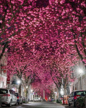 Cherry Blossom Avenue в Бонне, Германия
