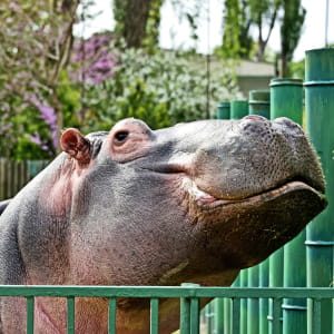 Тварини Київського зоопарку 
