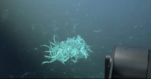 Відкриття біля берегів Коста-Рики