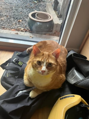 История о котах