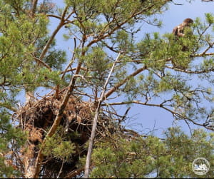 Птах у Чорнобилі