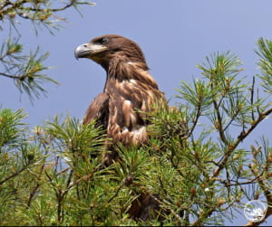 Птах у Чорнобилі