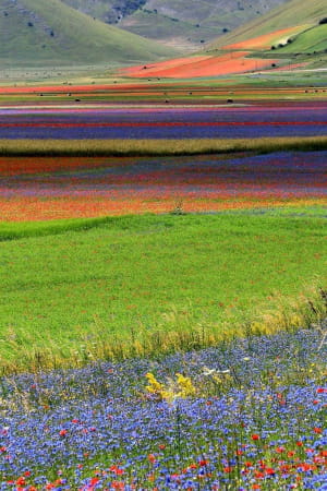 Краса весни