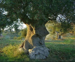 Это оливковое дерево в Апулии, Италия, которое местные жители называют «деревом мышления», по оценкам, ему более 1500 лет.
