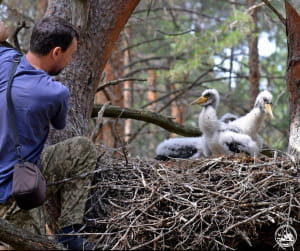 Чорний лелека