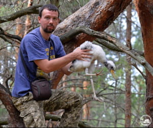 Чорний лелека