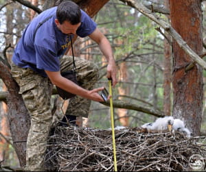Чорний лелека