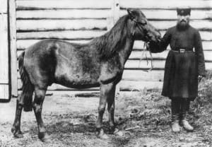 «Херсонський тарпан», єдиний тарпан, якого сфотографували, 1884 рік. Останній тарпан помер у полоні в Російській імперії в 1909 році.