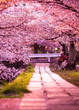 Алея філософів, Кіото