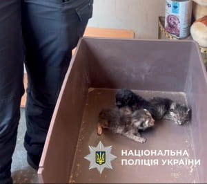 Порятунок котів