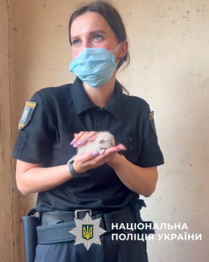 Порятунок котів