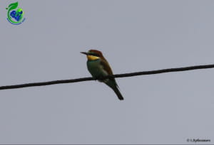 Бджолоїдка звичайна (Merops apiaster) 