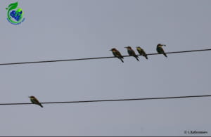 Бджолоїдка звичайна (Merops apiaster) 