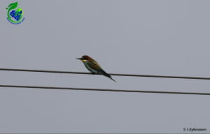 Бджолоїдка звичайна (Merops apiaster) 