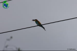 Бджолоїдка звичайна (Merops apiaster) 