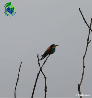 Бджолоїдка звичайна (Merops apiaster) 