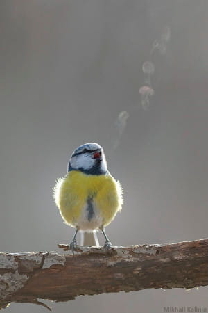 Дикая природа